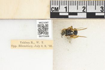 Media type: image;   Entomology 771606 Aspect: Labels